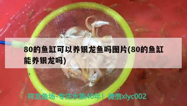 80的魚缸可以養(yǎng)銀龍魚嗎圖片(80的魚缸能養(yǎng)銀龍嗎) 銀龍魚百科