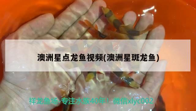 澳洲星點(diǎn)龍魚視頻(澳洲星斑龍魚) 印尼虎苗