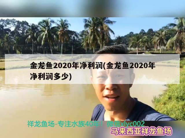 金龍魚2020年凈利潤(金龍魚2020年凈利潤多少) 大白鯊魚苗 第2張