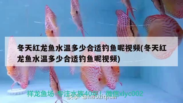 冬天紅龍魚水溫多少合適釣魚呢視頻(冬天紅龍魚水溫多少合適釣魚呢視頻)