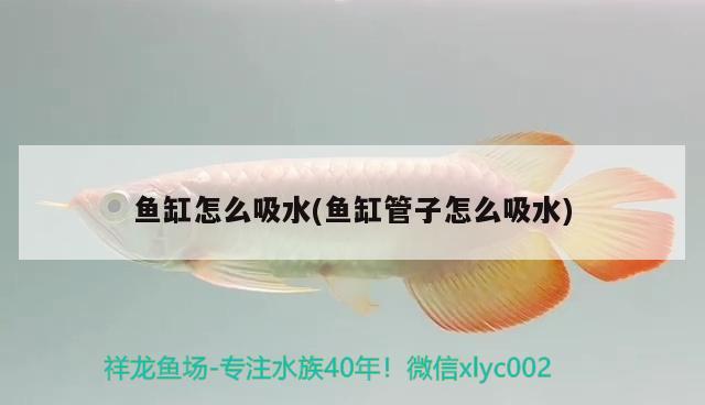 福建水族批發(fā)市場有哪些品種蝦類常見品種蝦類，福建水族批發(fā)市場有哪些品種蝦及福建水族批發(fā)市場