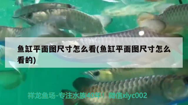 魚(yú)缸里燈光(魚(yú)缸里燈光起什么作用)