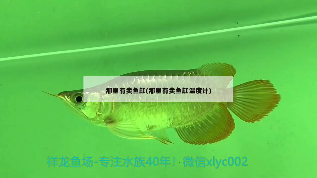 那里有賣魚缸(那里有賣魚缸溫度計) 魚缸/水族箱