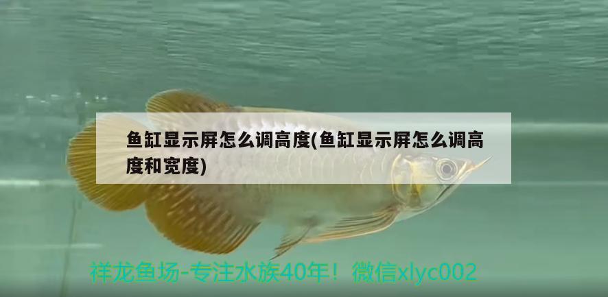 魚缸顯示屏怎么調(diào)高度(魚缸顯示屏怎么調(diào)高度和寬度) 觀賞魚水族批發(fā)市場(chǎng)