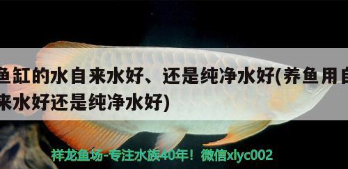 魚缸的水自來(lái)水好、還是純凈水好(養(yǎng)魚用自來(lái)水好還是純凈水好) 豹紋夫魚苗