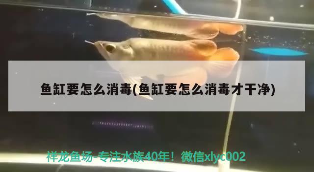 魚缸要怎么消毒(魚缸要怎么消毒才干凈) 黃金斑馬魚