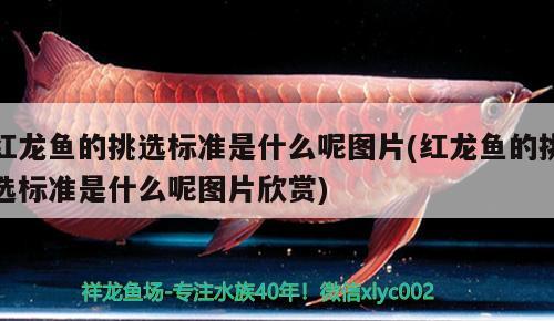 紐利浦變頻水泵:專業(yè)設(shè)計，采用名牌變頻機芯 觀賞魚論壇 第2張