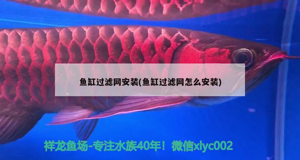 魚缸過濾網(wǎng)安裝(魚缸過濾網(wǎng)怎么安裝) 黑桃A魚苗