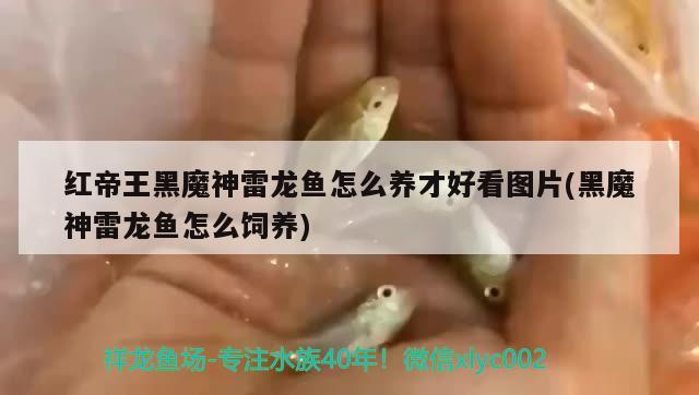 紅帝王黑魔神雷龍魚怎么養(yǎng)才好看圖片(黑魔神雷龍魚怎么飼養(yǎng)) 小型觀賞魚