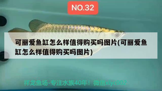 紅龍魚飼料配方表格大全（紅龍魚飼料配方表格大全圖） 觀賞魚飼料 第1張