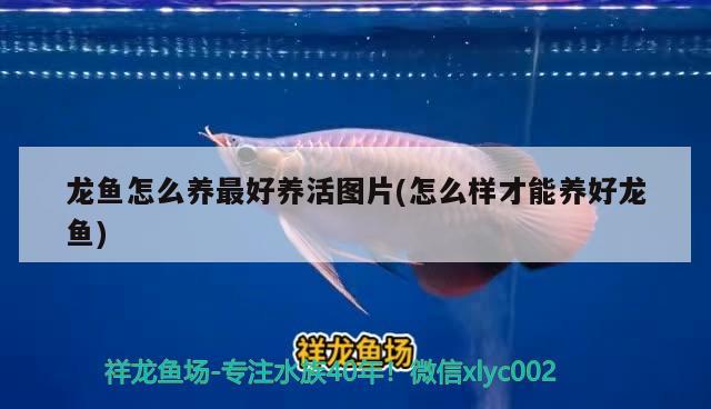 和尚魚能長多大：和尚魚多大起頭