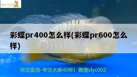 彩蝶pr400怎么樣(彩蝶pr600怎么樣) 福滿鉆魚