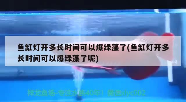 魚缸燈開多長時間可以爆綠藻了(魚缸燈開多長時間可以爆綠藻了呢) 委內(nèi)瑞拉奧里諾三間魚