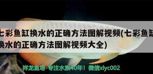 帝王艷紅魚能長多大：帝王紫檀手串辨別