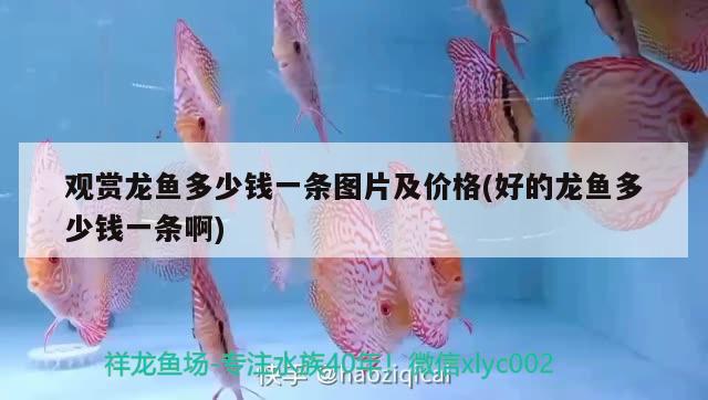 觀賞龍魚多少錢一條圖片及價(jià)格(好的龍魚多少錢一條啊)