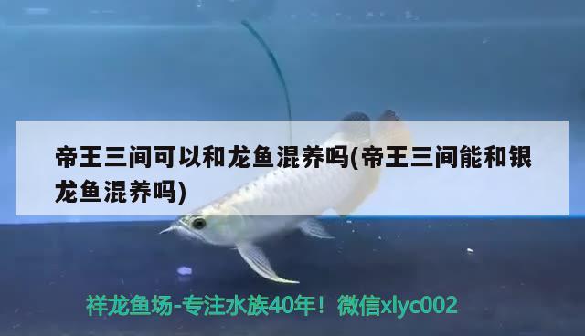 帝王三間可以和龍魚混養(yǎng)嗎(帝王三間能和銀龍魚混養(yǎng)嗎) 帝王三間魚