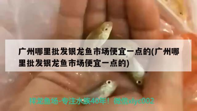 廣州哪里批發(fā)銀龍魚市場便宜一點(diǎn)的(廣州哪里批發(fā)銀龍魚市場便宜一點(diǎn)的)