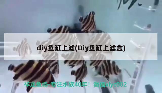 diy魚缸上濾(Diy魚缸上濾盒) 暹羅巨鯉