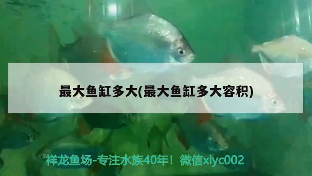 最大魚缸多大(最大魚缸多大容積) 黃金貓魚