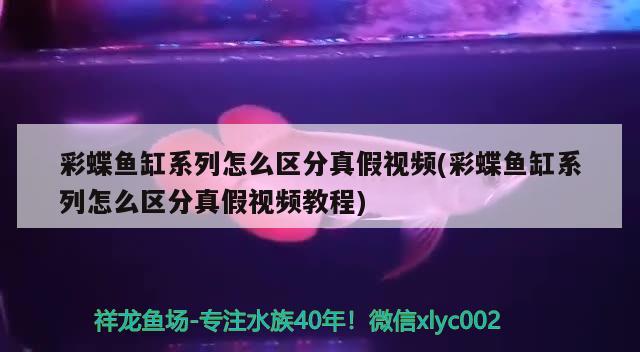 彩蝶魚(yú)缸系列怎么區(qū)分真假視頻(彩蝶魚(yú)缸系列怎么區(qū)分真假視頻教程)