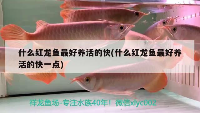 什么紅龍魚最好養(yǎng)活的快(什么紅龍魚最好養(yǎng)活的快一點) 新加坡號半紅龍魚（練手級紅龍魚）