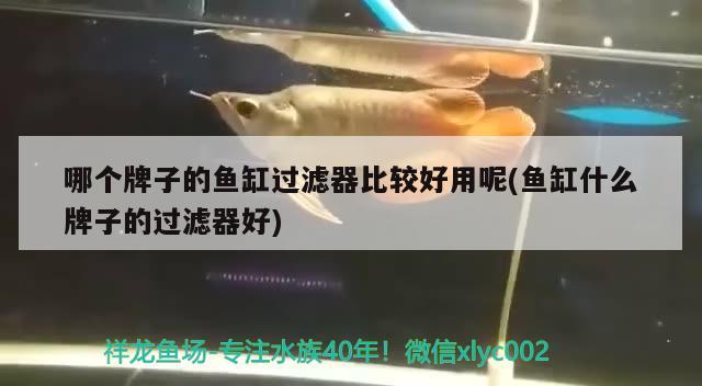 哪個牌子的魚缸過濾器比較好用呢(魚缸什么牌子的過濾器好) 過背金龍魚