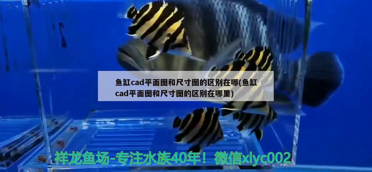 魚缸cad平面圖和尺寸圖的區(qū)別在哪(魚缸cad平面圖和尺寸圖的區(qū)別在哪里) 印尼虎苗