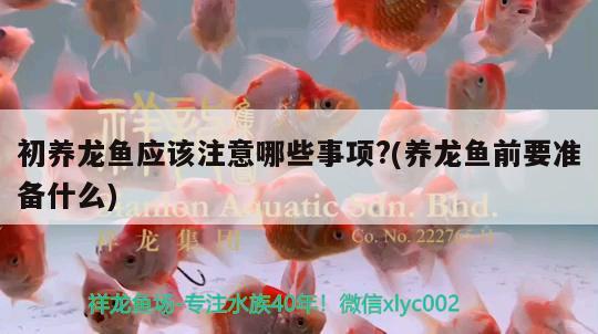 初養(yǎng)龍魚應(yīng)該注意哪些事項(xiàng)?(養(yǎng)龍魚前要準(zhǔn)備什么) 埃及神仙魚