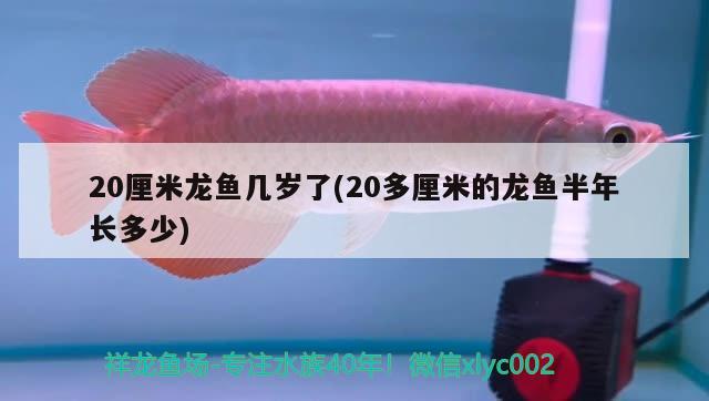 20厘米龍魚幾歲了(20多厘米的龍魚半年長多少)