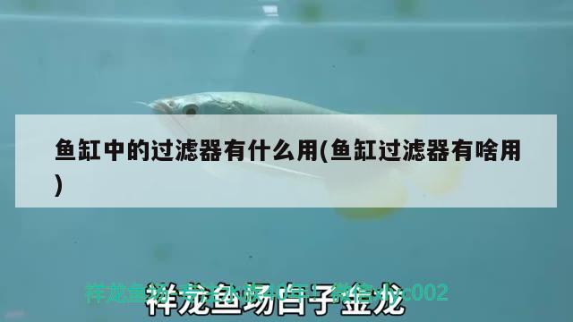 二線黑云魚(yú)的飼養(yǎng)：pccy什么手機(jī)