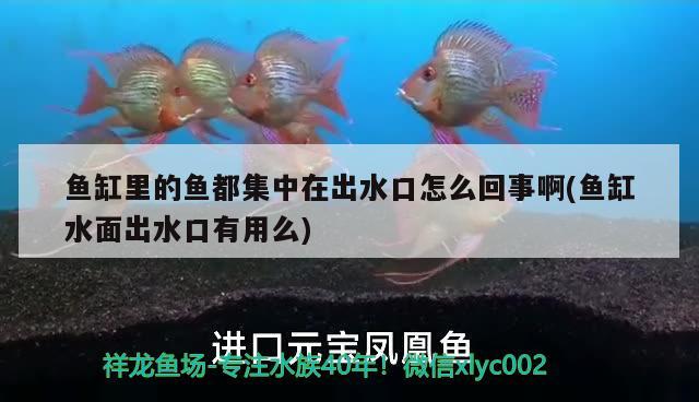 魚(yú)缸里的魚(yú)都集中在出水口怎么回事啊(魚(yú)缸水面出水口有用么) 大白鯊魚(yú)苗