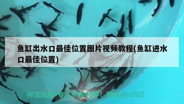 魚缸出水口最佳位置圖片視頻教程(魚缸進水口最佳位置) 水族品牌