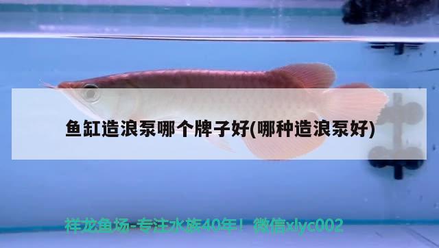 宿州龍魚:龍魚不愛游動是怎么回事 觀賞魚企業(yè)目錄 第3張