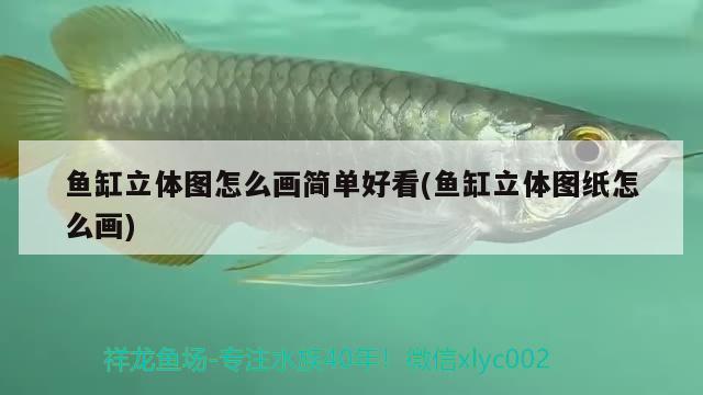 魚缸立體圖怎么畫簡單好看(魚缸立體圖紙怎么畫) 稀有金龍魚