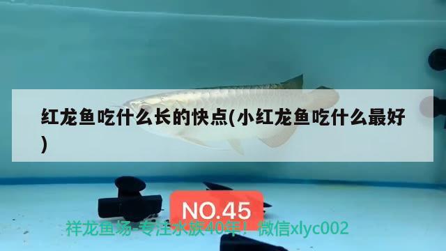 紅龍魚吃什么長的快點(小紅龍魚吃什么最好)