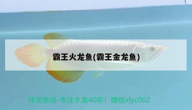 霸王火龍魚(霸王金龍魚) 黑云魚