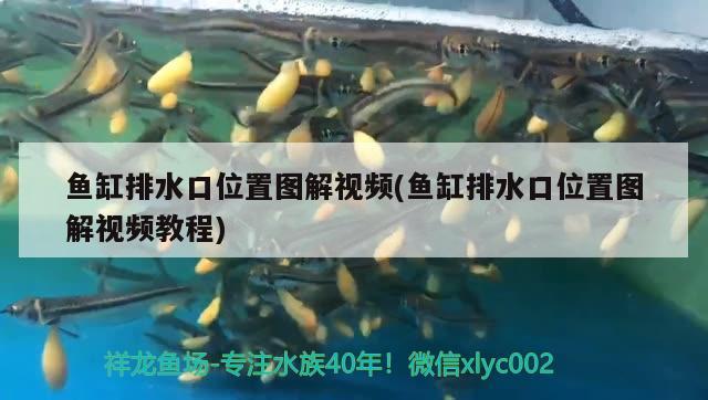 魚缸排水口位置圖解視頻(魚缸排水口位置圖解視頻教程) 白子銀版魚苗