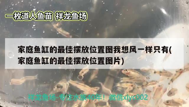 家庭魚缸的最佳擺放位置圖我想風一樣只有(家庭魚缸的最佳擺放位置圖片) 紅龍魚百科