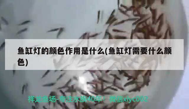 魚缸燈的顏色作用是什么(魚缸燈需要什么顏色) 鴨嘴鯊魚 第2張