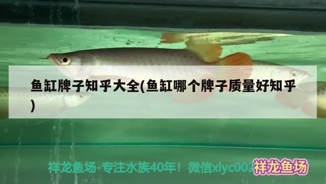 魚缸牌子知乎大全(魚缸哪個牌子質量好知乎) 斑馬狗頭魚