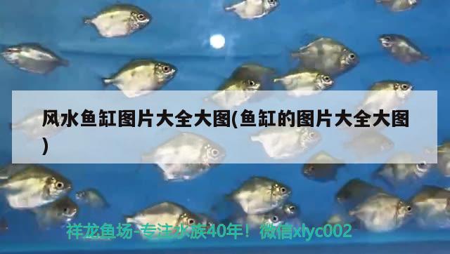 風(fēng)水魚缸圖片大全大圖(魚缸的圖片大全大圖)