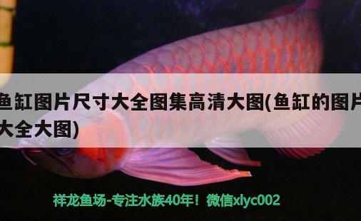 魚缸圖片尺寸大全圖集高清大圖(魚缸的圖片大全大圖)