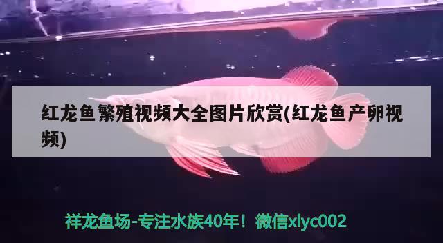 紅龍魚繁殖視頻大全圖片欣賞(紅龍魚產卵視頻)