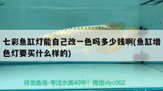 七彩魚缸燈能自己改一色嗎多少錢啊(魚缸增色燈要買什么樣的) 白子黃化銀龍魚