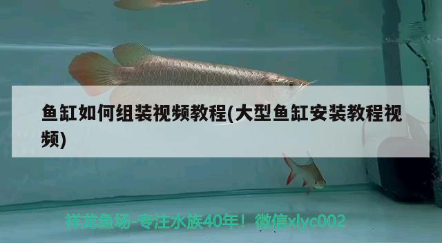 魚缸如何組裝視頻教程(大型魚缸安裝教程視頻)