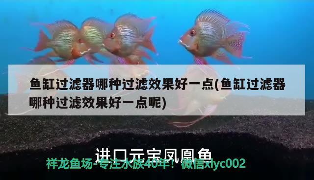 鸚鵡魚適合什么水質怎么降低鸚鵡魚水的PH 全國觀賞魚市場 第2張