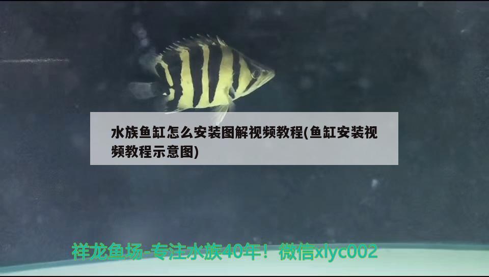 水族魚缸怎么安裝圖解視頻教程(魚缸安裝視頻教程示意圖) 廣州祥龍國際水族貿(mào)易