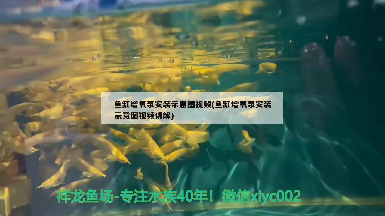 魚缸增氧泵安裝示意圖視頻(魚缸增氧泵安裝示意圖視頻講解) 大正錦鯉魚