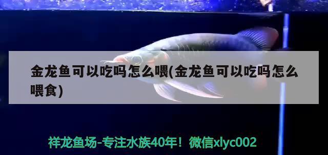 金龍魚可以吃嗎怎么喂(金龍魚可以吃嗎怎么喂食)