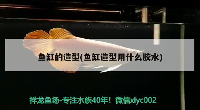 三片林什么時(shí)候能長出來呀 羅漢魚 第1張